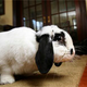 Illustration for article titled Rabbit Comes To The Rescue • Girls Are Great At Math